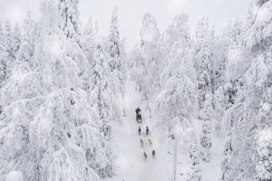 Sulla slitta trainata dagli husky in Lapponia