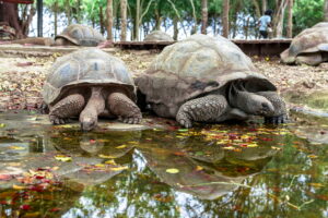 Tartarughe Giganti a Prison Island